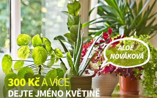 Dejte jméno květině
