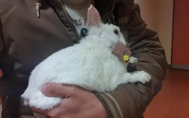 Pomozte zaplatit léčení pro Piškotku
