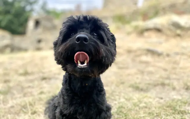 Pomoc s úhradou operace pro Danteho🐕🙏