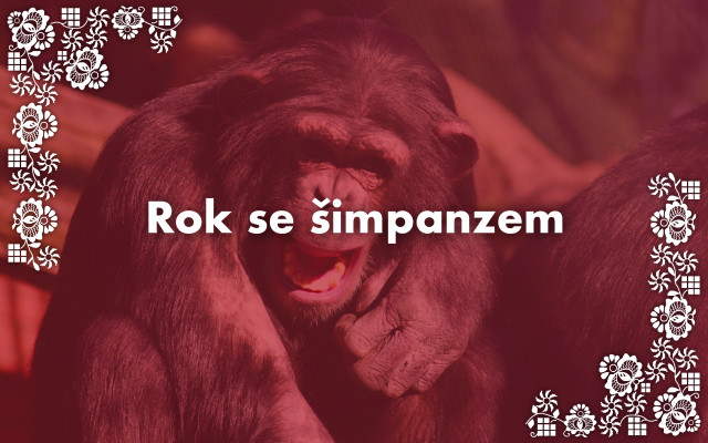 Rok se šimpanzem
