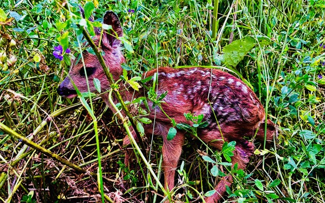 Zachraňme mláďata zvěře při senoseči v Českém středohoří dronem s termovizí