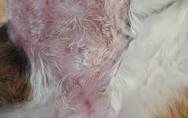 9 nalezených Lásek