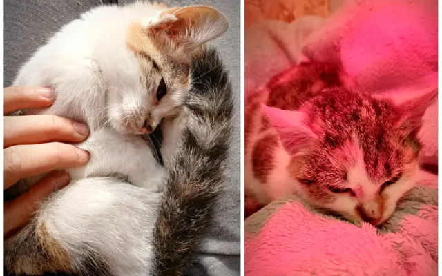 Slunce pro zachráněné kočičky - pergola se zázemím