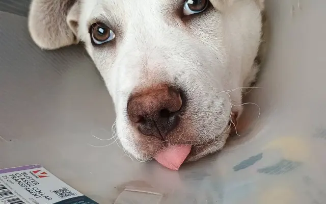 Děkujeme, pomohli jste Ferdovi