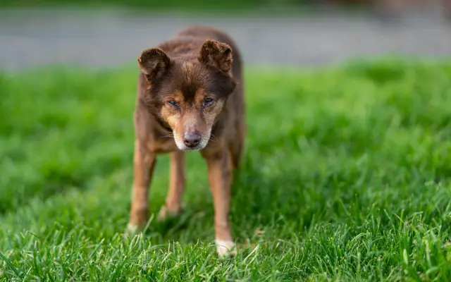 Pomozte s námi čtyřnohým seniorům