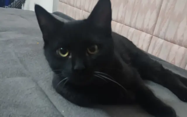 Pomoc pro našeho kocoura Bobička