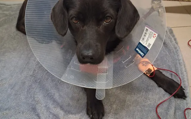 Sárinka bojuje o život se zákeřnou nemocí, prosím o pomoc🙏🐶❤️