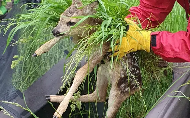 Mláďata na jaře, ostatní zvířata celoročně - ti všichni nás potřebují!