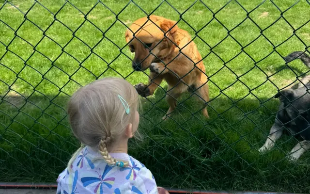 Zachraňte útulek Adoptuj psího parťáka z. s. 🐾
