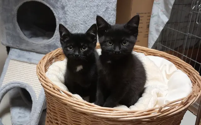 Domeček plný naděje pro opuštěné kočky