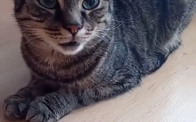 Pomozme Mikymi s náklady na veterinární péči