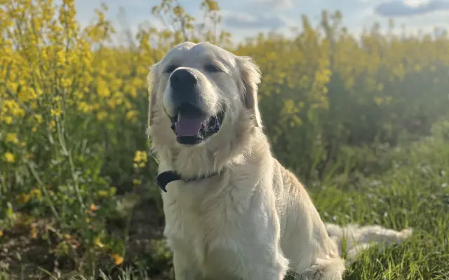 Pomozte Charliemu
