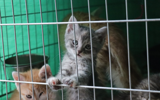 Karanténní boxy pro kočičí azyl SecondChance v Ostravě