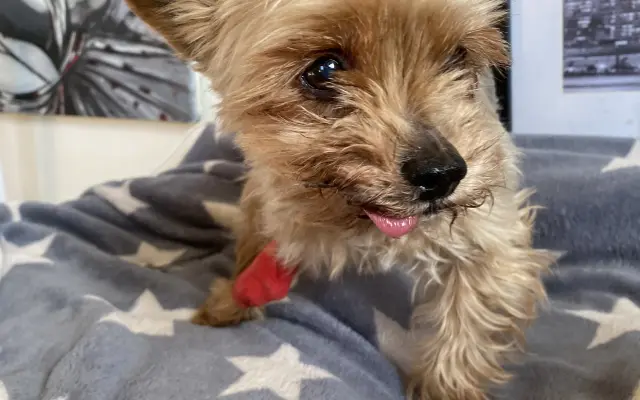 Pomozte udržet domov pro psí seniory