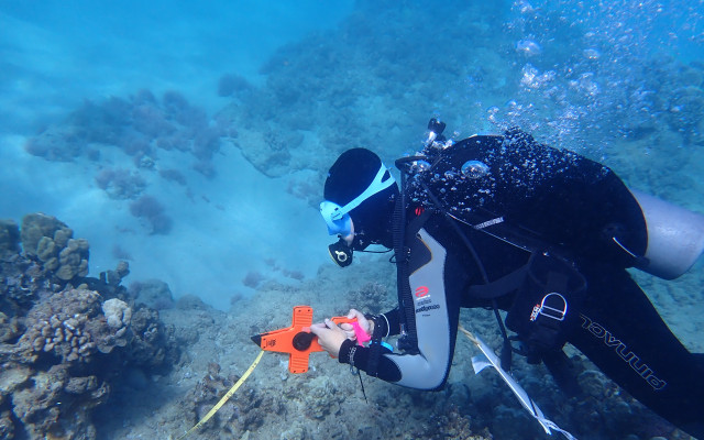 Klárky daleká cesta za korálovým snem
