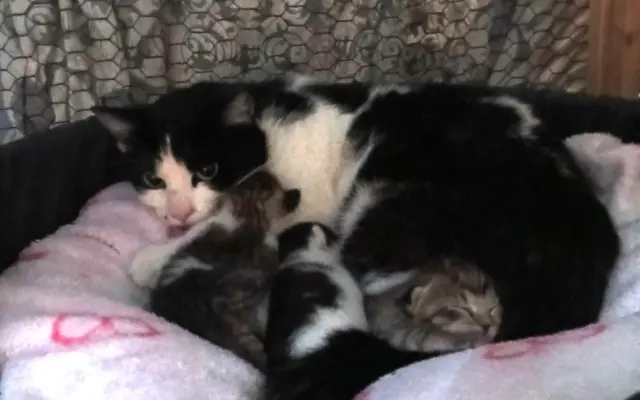 Sbírka na veterinární ošetření pro 30 koťat z Kralup a okolí.