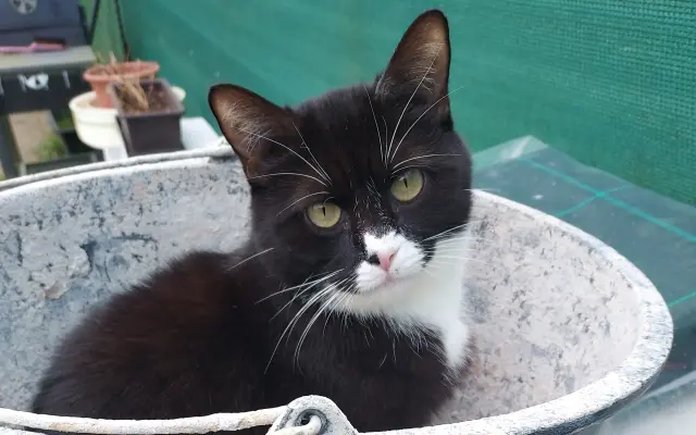 Operace kočičky Páji