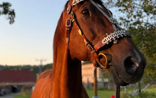 Hřebec Normen musí znovu bojovat o život
