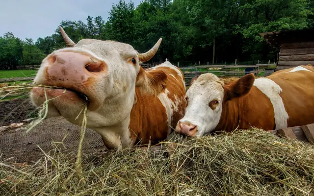 Zapoj se! Naplň seník pro zvířata z Nech Mě Růst! Pomoz zvířecím kamarádům!