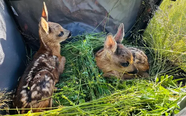 Zachraň s námi srnčátka a ostatní mláďata volně žijící zvěře před sekačkami