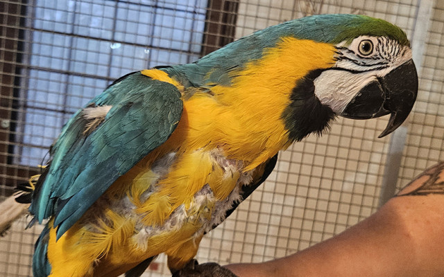 Týraní papoušci touží po slunci