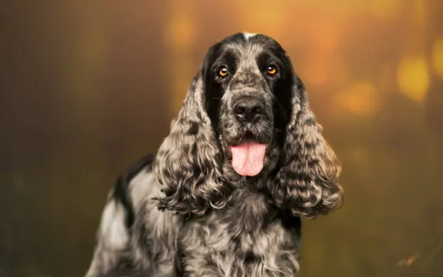 Dazzy - pomozme mu zpátky do života