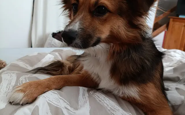 Pomozme Sourince uzdravit se a znovu pomáhat dětem ❤️