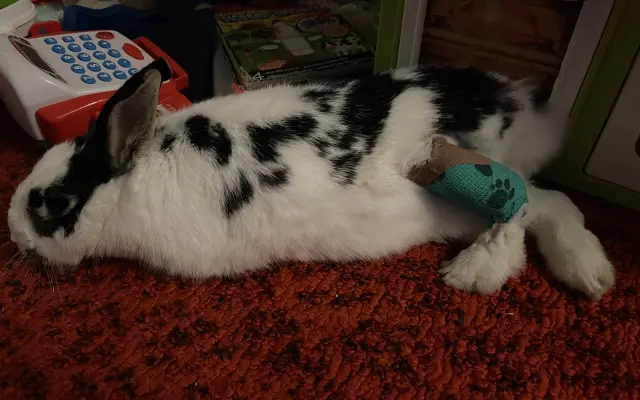 Pomoc pro Ferdu, aby mohl opět hopkat ❤️