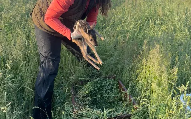 Záchrana srnčat před sekačkou