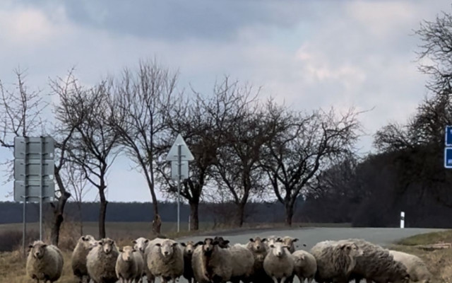 Zachraňme stádo 21 hladových a zanedbaných oveček včetně miminek