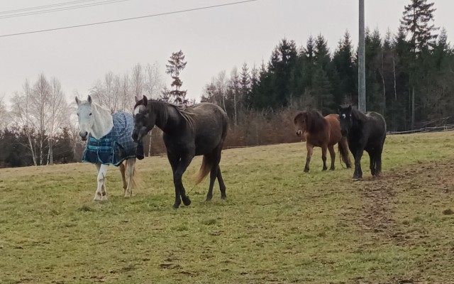 Pomohli jste koním útulkáčkům