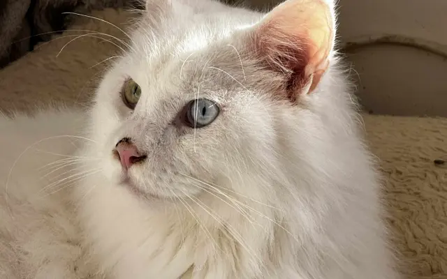 Ortopedické operace pro Quina a Rozvoda