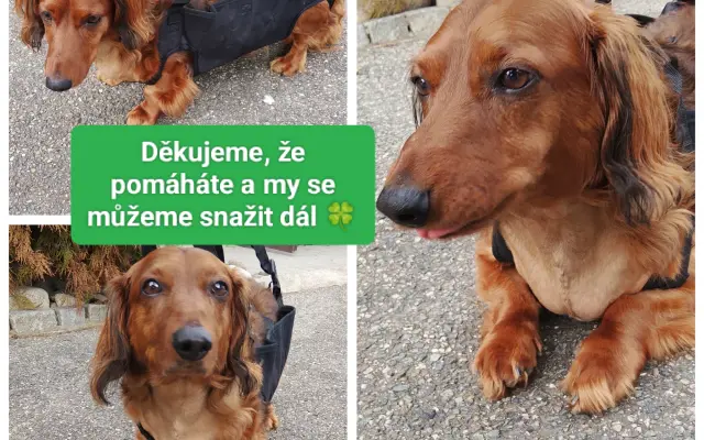 Pomoc pre Hectorka ❤️ držte tlapky, právě bojujeme 🍀