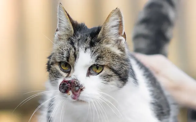 Filípek chce žít: pomoz mu porazit nádor
