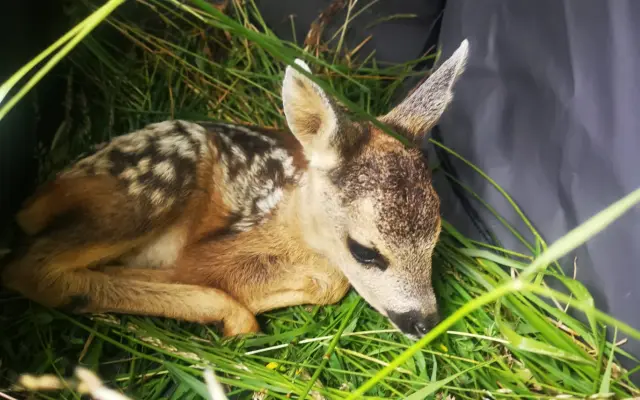 🦌 Zachraňme srnčata v Bráně Beskyd   Frýdlant nad Ostravicí - Pstruží