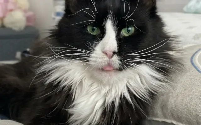 ❤️ Zachraňme Izzie, ať může být dál se svou psí parťačkou! 🐾