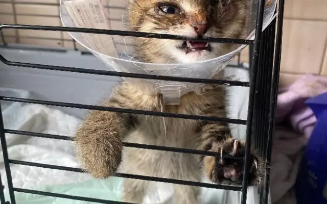 ❣️FUNGOVÁNÍ LIGY NA OCHRANU ZVÍŘAT - VETERINÁRNÍ PÉČE PRO KOČKY V NOUZI⚕️👩‍⚕️
