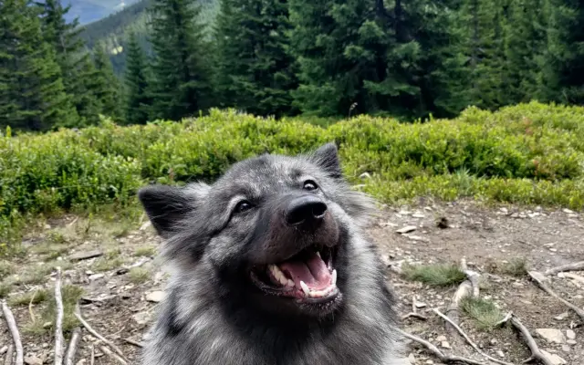 Skok pro dlouhý život Jadzi 🐺