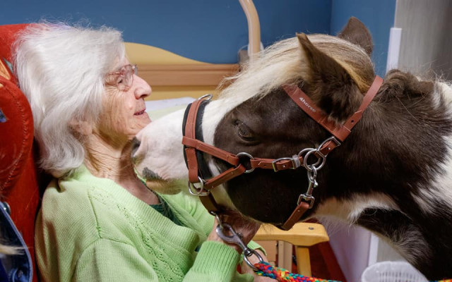 Casperovi, pony terapeutovi, na nový výběh