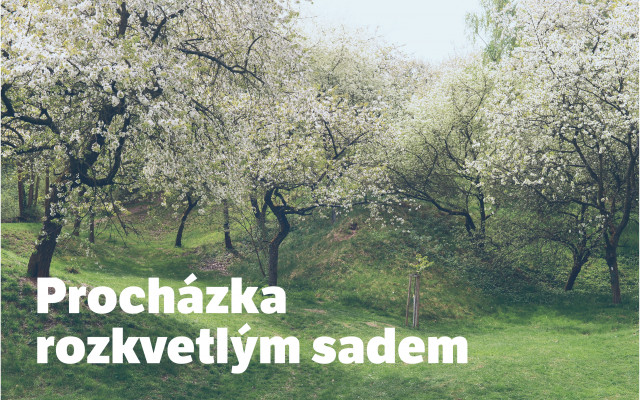 Procházka rozkvetlým ovocným sadem pro 2 účastníky