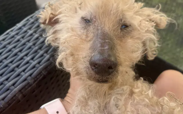 Pomozte udržet domov pro psí seniory