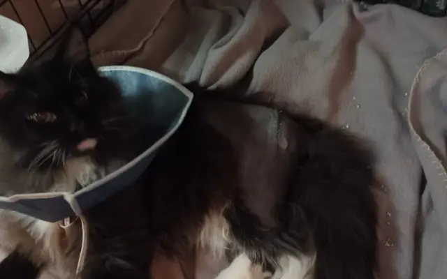 odrostlé kotě Gabriel