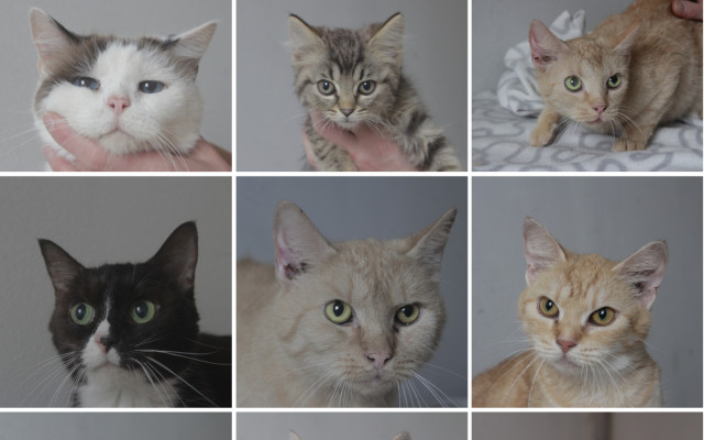 Prosíme, pomozte nám zachránit 10 kočiček z šílených poměrů!