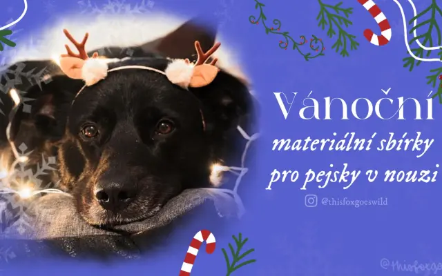 Vánoční materiální sbírka pro psy v nouzi #10
