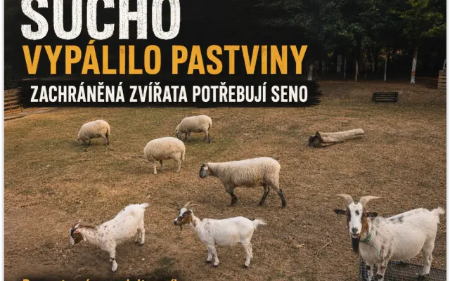 Sucho vypálilo pastviny. Zachráněná zvířata potřebují seno.