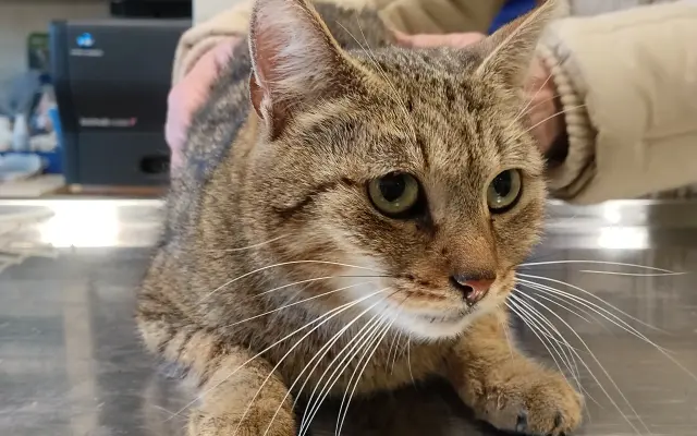 Pomozte Kájovi a Filípkovi na jejích léčbu a pro 24 záchraněných kočiček