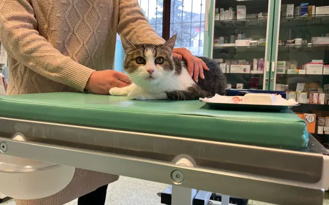 💖 Pomozte Uličnici porazit karcinom mléčné lišty! 🐱