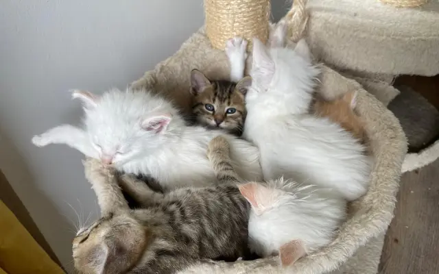 Veterinární péče pro zachráněné maminky s koťátky