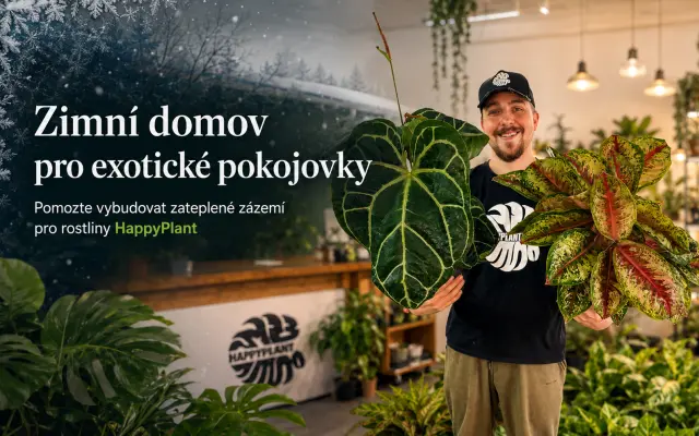 Zachraňme exotické pokojovky před zimou