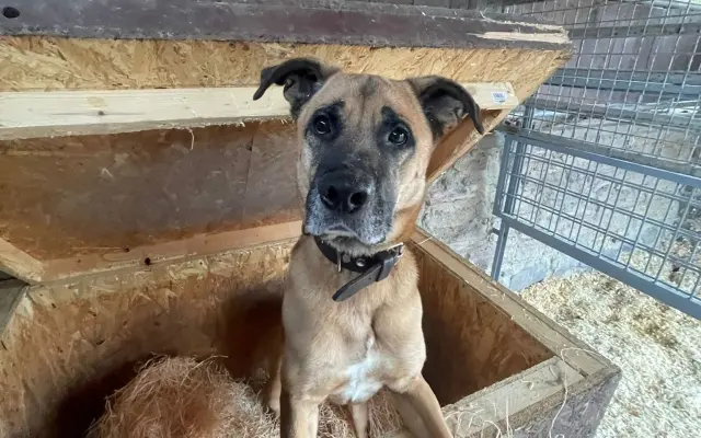 Nové boudy pro chlupáče z ANIDEF